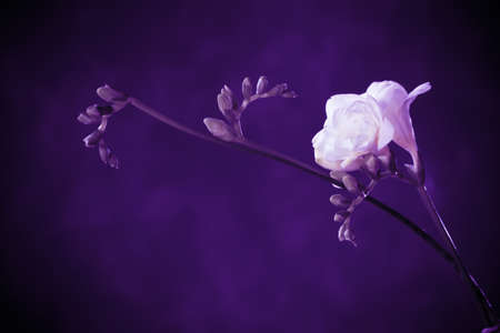 white freesia on green backgroundの写真素材