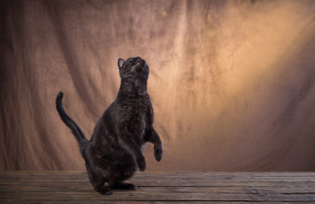funny black cat standing on its hind legs on brown background