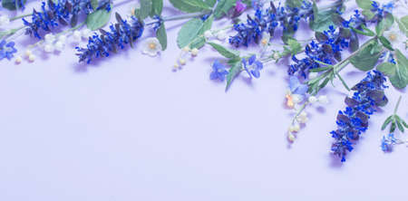 beautiful summer flowers on blue backgroundの写真素材