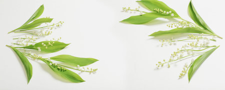 may lily flowers on white backgroundの写真素材