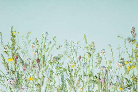 different wild flowers on paper backgroundの写真素材
