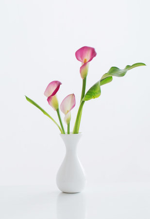 pink calla lily in vase on white backgroundの写真素材