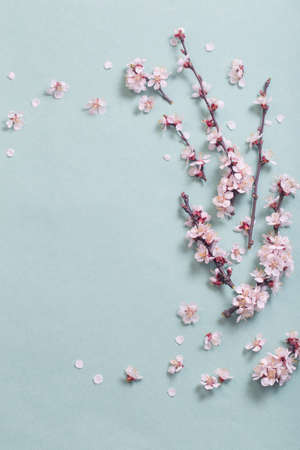 pink cherry flowers on paper backgroundの写真素材