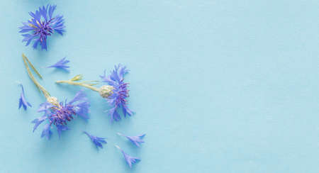 blue cornflowers on blue paper backgroundの写真素材