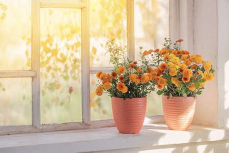 chrysanthemums in pots on old white windowsillの写真素材