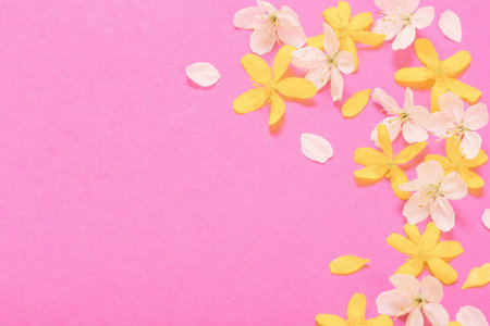 spring white and yellow flowers on pink paper backgroundの写真素材