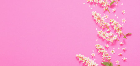 bird cherry on pink paper backgroundの写真素材