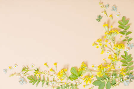 wild flowers on paper backgroundの写真素材