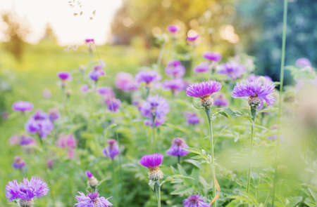 field of violet flowers at sunsetの写真素材