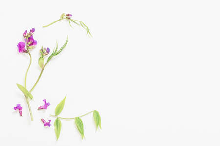 pink wild flowers on white paper backgroundの写真素材