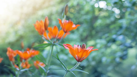 orange lily on green background outdoorの写真素材