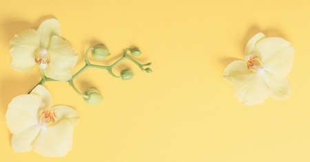 orchids flowers on yellow paper backgroundの写真素材