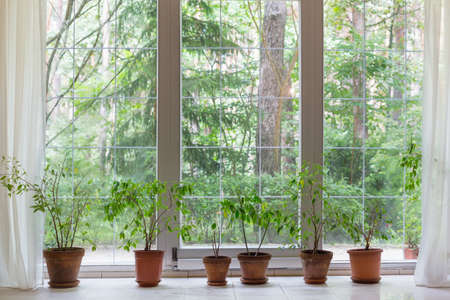big window and houseplants with view in summer forestの写真素材
