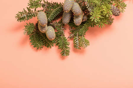 branch of fir with cones on orange backgroundの写真素材