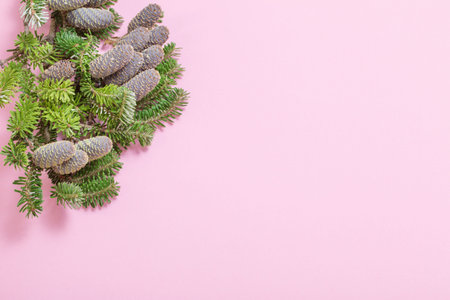 branch of fir with cones on pink background