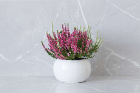 pink and white heather in flowerpot on gray marble backgroundの写真素材