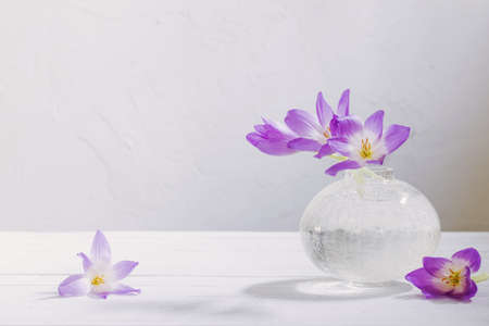 crocus on glass vase on white backgroundの写真素材