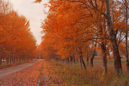 beautiful orange autumn landscape with roadの写真素材