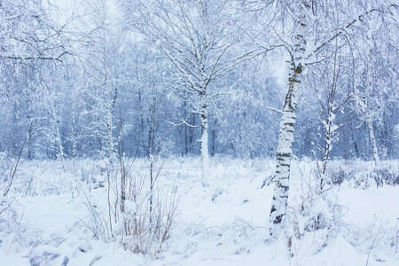 winter snowy cloudy landscape with treesの写真素材