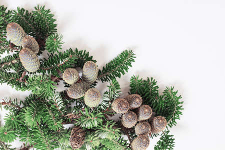 branch of fir with cones on white backgroundの写真素材
