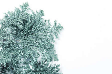juniper branches on white backgroundの写真素材