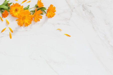 orange marigold flowers on white marble backgroundの写真素材