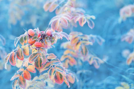 autumn leaves and rose hips in frost crystals on sunny morningの写真素材