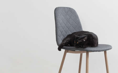 black cat on gray modern chair in white roomの写真素材