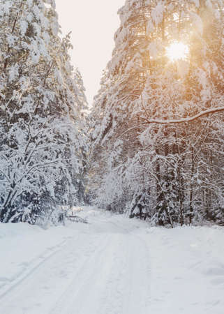 winter road in wood with snow and sunlightの写真素材