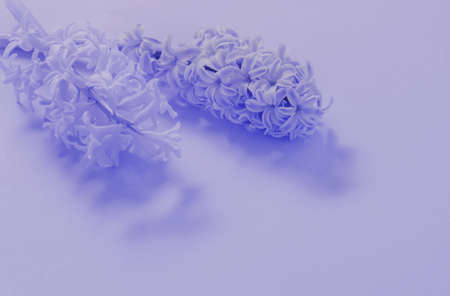 two hyacinths on paper background in color of year 2022の写真素材