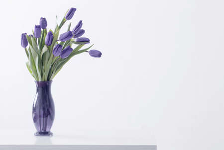 violet tulips in glass vase on white backgroundの写真素材