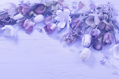 spring flowers on purple background, color of year 2022の写真素材