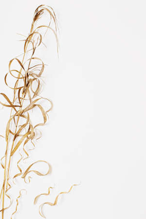 dried wild plants on white backgroundの写真素材