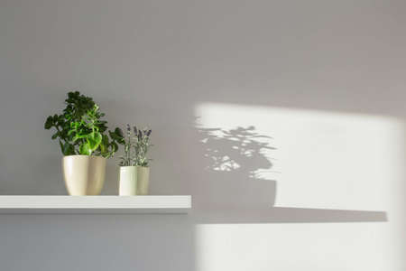 houseplants on white wooden shelf in sunlightの写真素材