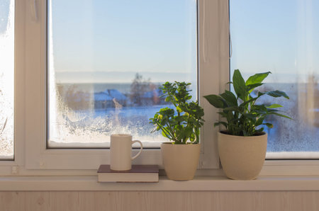 cup of coffee and houseplants on windowsill in sunlight in winter