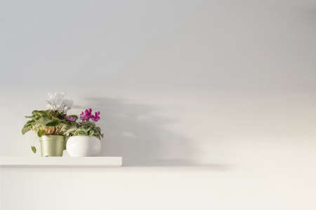 cyclamen in flowerpot on wooden shelf on background white wallの写真素材