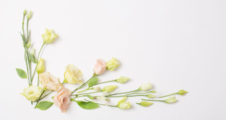 spring beautiful flowers on white background