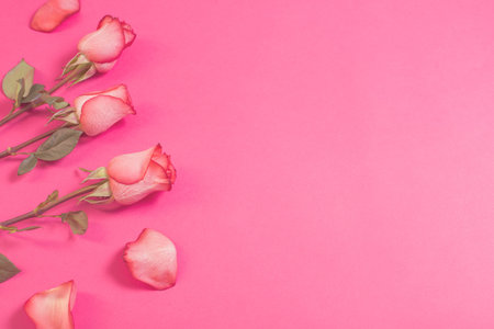 roses on pink paper background
