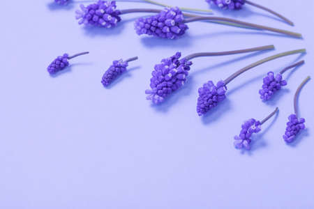 muscari flowers on purple paper backgroundの写真素材