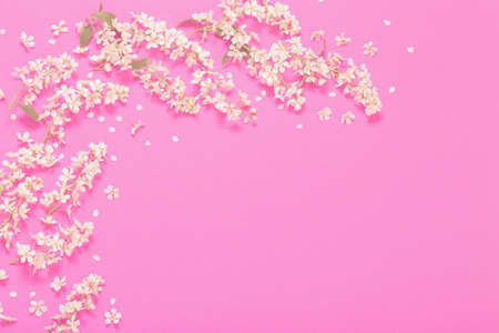 bird cherry on pink paper backgroundの写真素材