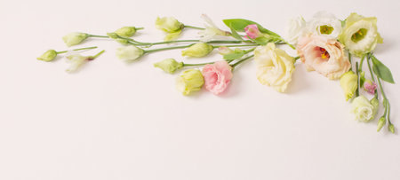 spring beautiful flowers on white background