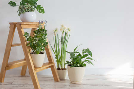 house plants on wooden ladderの写真素材