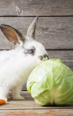 little rabbit with cabbage on wooden backgroundの写真素材