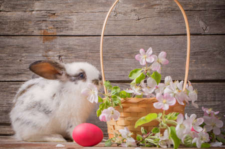 little rabbit with pink egg and spring flowers in basketの写真素材