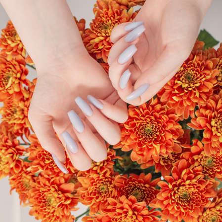 female hands with beautiful manicure and chrysanthemum flowersの写真素材