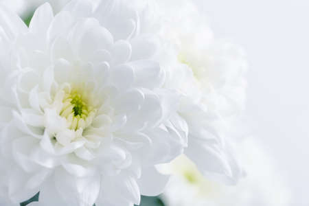 beautiful white chrysanthemums close upの写真素材