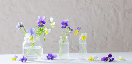 viola flowers in glass jars on white backgroundの写真素材