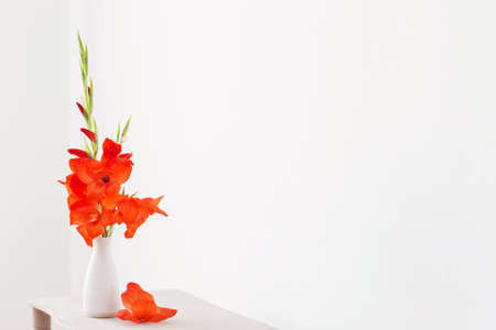 red gladiolus in vase on white backgroundの写真素材