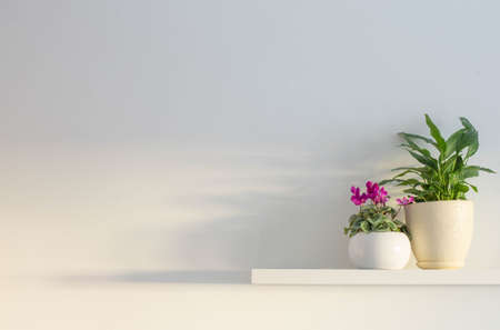 houseplants on wooden sherlf on white wallの写真素材