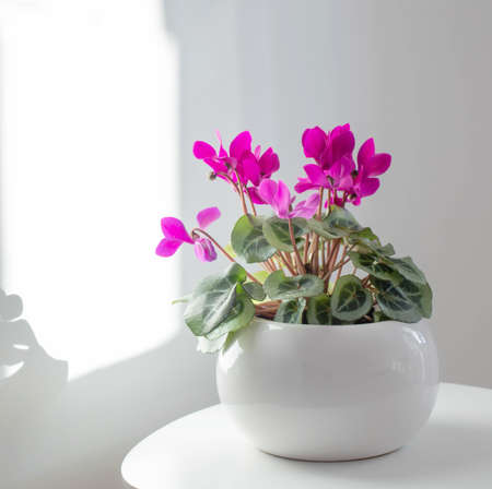 cyclamen flower pot on background white wallの写真素材